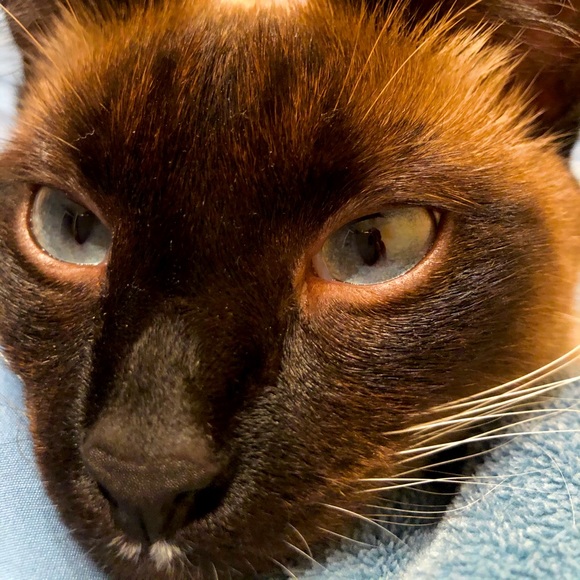 Meet your Posher, Adel - Picture 1 of 1